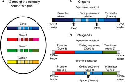 Cisgenics and intragenics: boon or bane for crop improvement